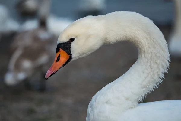 A look at the head and neck of a white swan — Stock Photo, Image