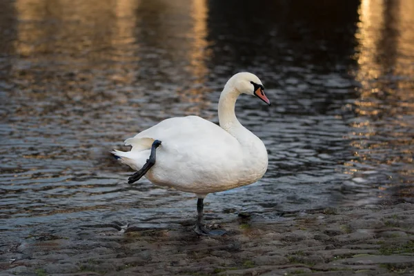 White swan and river — Stock Photo, Image