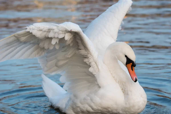 Wild Mute Swan on blue river — Stock Photo, Image