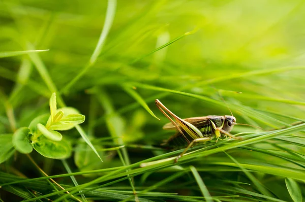 Lucni kobylka çayır çekirge