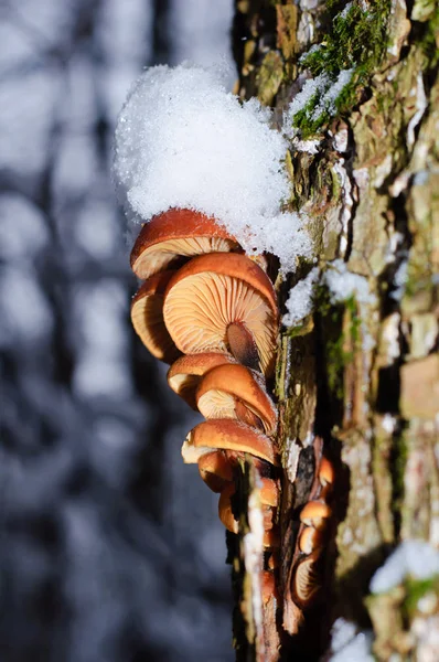 Winter Mushrooms Flammulina Velutipes — Stock Photo, Image