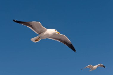 Mavi gökyüzünde uçan beyaz martı
