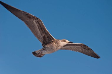 Vurgulama gri benekli martı