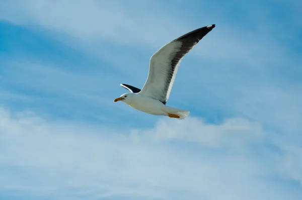 Gaivota Branca Voadora Céu Azul — Fotografia de Stock