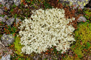 Small lichen bush from tundra with many branches close-up. Other tundra flora around clipart