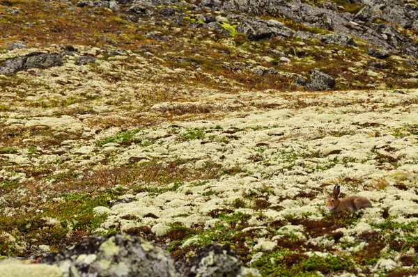 Camouflaged hare is nearly invisible in tundra among rocks, lichens and mosses. A hare can be found on the right side of the image