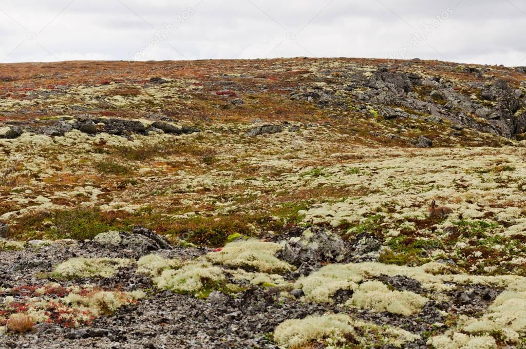 Camouflaged hare is nearly invisible in tundra among rocks, lichens and mosses. A hare can be found on the right side of the image
