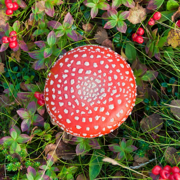 蘑菇鹅 Muscaria 俗称的蝇木耳 红莓在周围生长 — 图库照片
