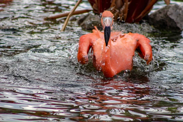 Detailed photo of a flamingo splashing in water — Stock Image Detailed Photo Flamingo Splashing Water Stock Image