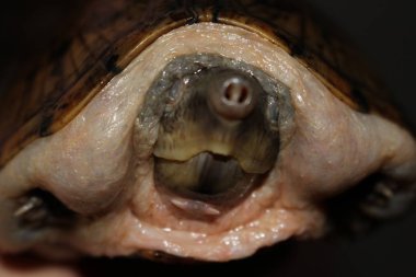 Razorback Misk kaplumbağa civciv, keskin kabuklarından için bilinir. Bu küçük kaplumbağa familyasından bir