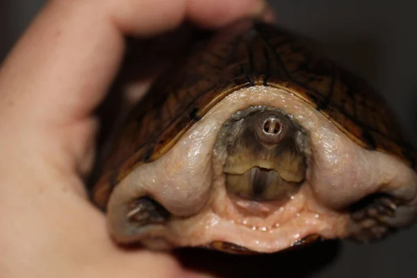 Razorback Musk Turtle Hatchling Kendt Deres Skarpe Skaller Det Lille - Stock-foto