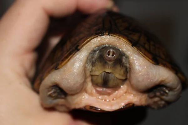 Razorback Musk Turtle Hatchling Kendt Deres Skarpe Skaller Det Lille - Stock-foto