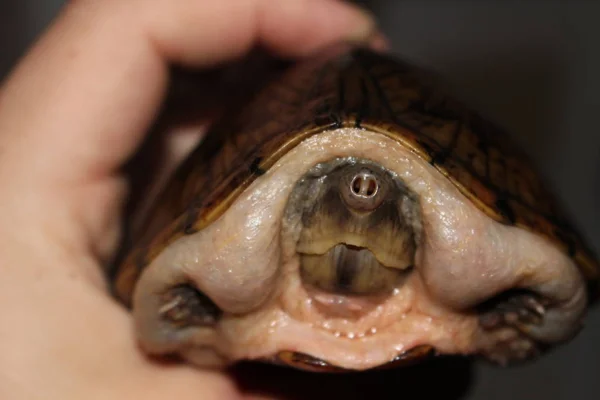 Razorback Musk Turtle Hatchling Kendt Deres Skarpe Skaller Det Lille - Stock-foto