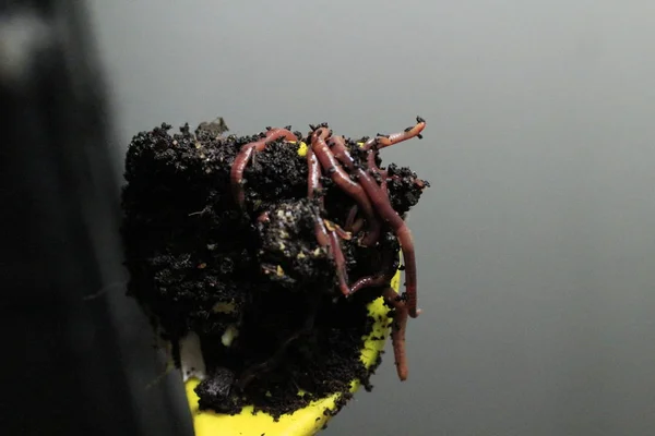 Kompostwürmer auf gelben Schaufeln, die Lebensmittelabfälle verarbeiten. Diese organische Methode hilft bei der Entsorgung von Lebensmittelabfällen auf Mülldeponien. — Stockfoto