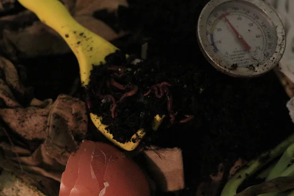 Şleme Mutfak Sebze Artıkları Seçici Odak Eko Dostu Kırmızı Solucanlar — Stok fotoğraf