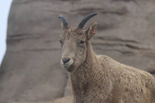 Запад - животное типа горной козы — стоковое фото