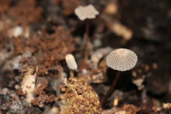 Cogumelos parasola auricoma na caixa de compostagem, onde eles ajudam a decair material orgânico — Fotografia de Stock