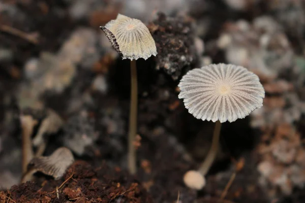 Parasola auricoma hongos en el contenedor de compost donde ayudan a la descomposición de material orgánico — Foto de Stock