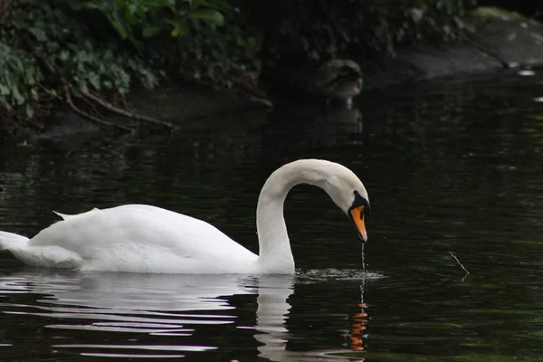Mute swan head shot, Cygnus olor, beautiful animal that was in a park in Dublin