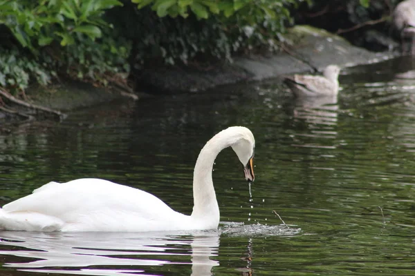 静音天鹅头拍摄，西格纳斯奥洛尔，美丽的动物，在都柏林的公园 — 图库照片