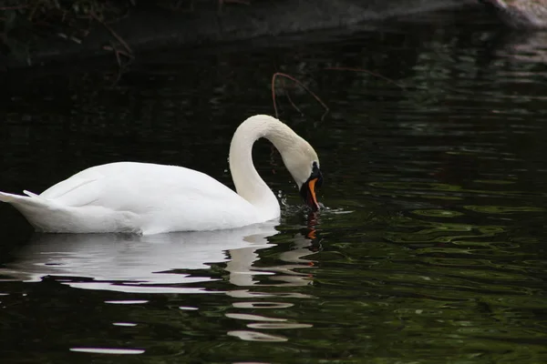 Mute swan head shot, Cygnus olor, beautiful animal that was in a park in Dublin