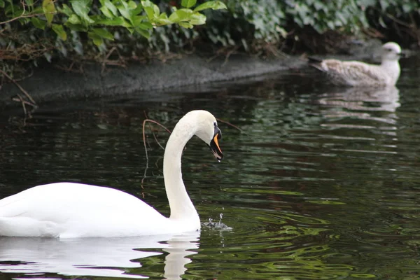 Немой лебединый выстрел в голову, цвет Лебедя, красивое животное, которое было в парке в Дублине — стоковое фото