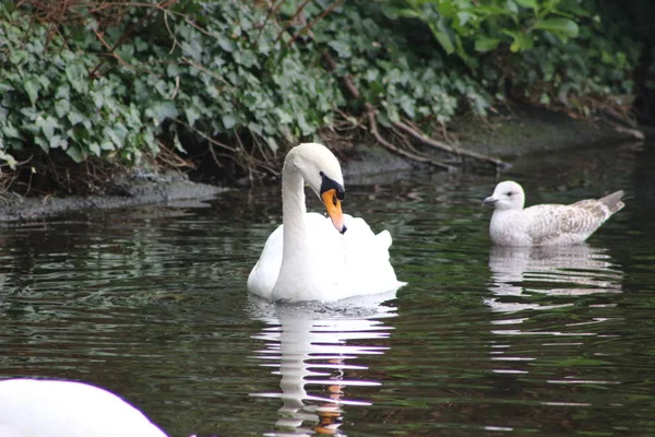 Mute swan head shot, Cygnus olor, beautiful animal that was in a park in Dublin