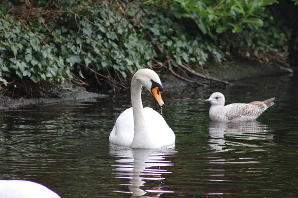 Sessiz kuğu kafa atış, Cygnus olor, Dublin'de bir parkta güzel hayvan — Stok fotoğraf