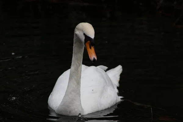 Ztlumit Labutí hlavu, Cygnus olor, nádherné zvíře, které bylo v parku v Dublinu — Stock fotografie