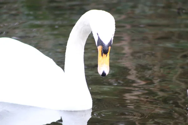 Mute swan head shot, Cygnus olor, beautiful animal that was in a park in Dublin — Stock Photo, Image