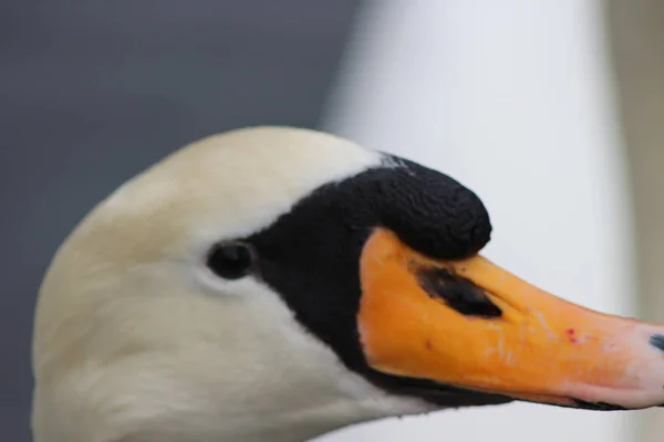 Wyciszyć głowę łabędzia strzał, Cygnus olor, piękne zwierzę, które było w parku w Dublinie — Zdjęcie stockowe