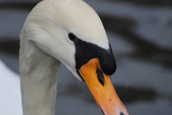 Cisne mudo cabeça tiro, Cygnus olor, belo animal que estava em um parque em Dublin — Fotografia de Stock