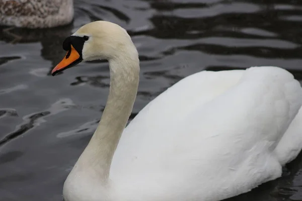 Mute swan head shot, Cygnus olor, beautiful animal that was in a park in Dublin