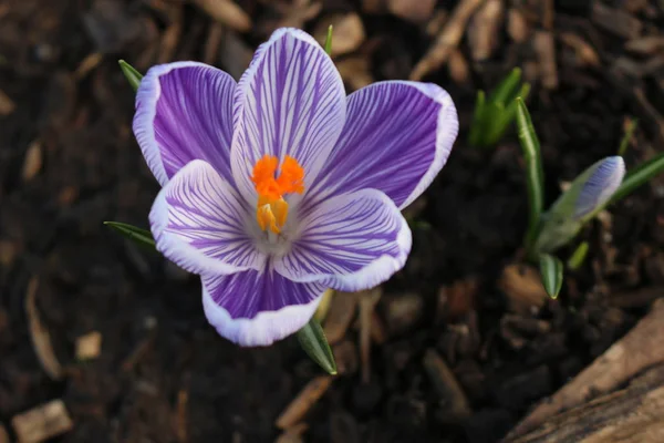 Fioletowe Krokusy w ogrodzie. Kwiaty fioletowe wiosna. — Zdjęcie stockowe