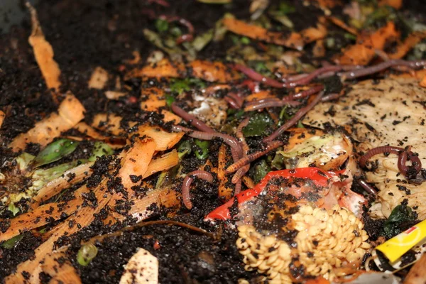 Vermigübreleme, küçük özellikleri olan insanların besin atıklarını gübrelemek ve organik gübre üretmek için bir yoldur. Bu fotoğraf yemek artıklarını yiyen solucanları gösteriyor.