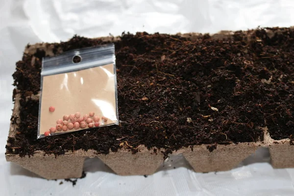 Siembra de semillas en primavera en macetas de turba biodegradables —  Fotos de Stock