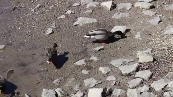 Bir erkek ve bir kadın yeşilbaş ördek — Stok video