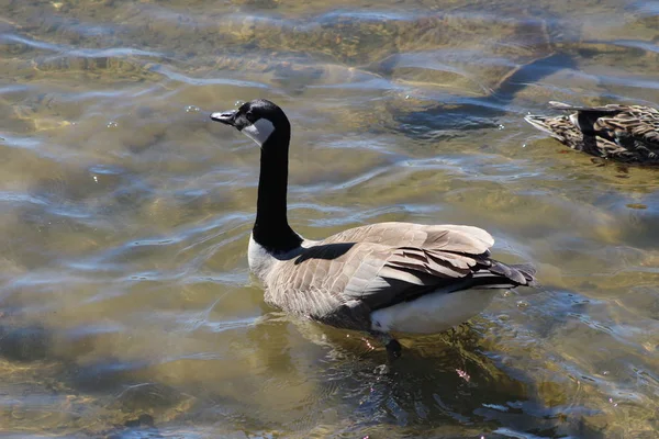 Um ganso canadense nada na calma água plana — Fotografia de Stock