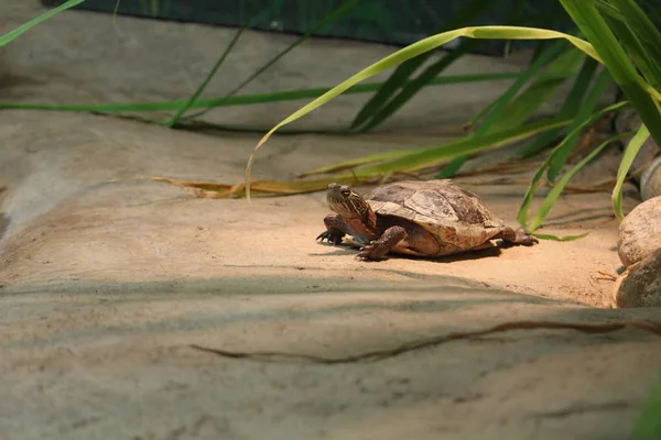Vestmalet skildpadde hviler sig og basker på en plade i CapTIVITY - Stock-foto