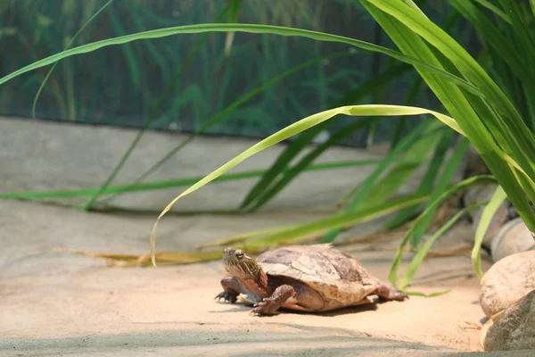 Vestmalet skildpadde hviler sig og basker på en plade i CapTIVITY - Stock-foto