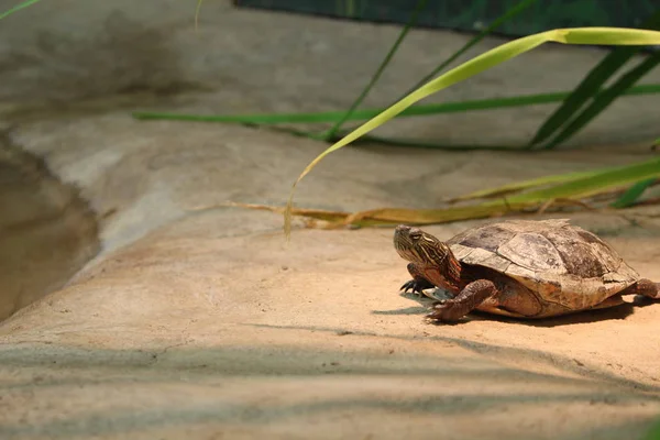Западная расписная черепаха отдыхает и ОСНОВАЕТ НА ПЛАТФОРМЕ В КАПТИВНОСТИ — стоковое фото