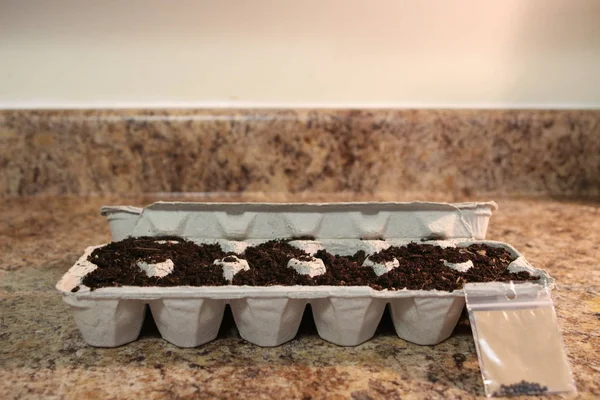 Sementes plantadas em caixas de ovos. esta é uma maneira ambientalmente amigável de cultivar sementes, pois o papelão da caixa de ovos pode ser plantado diretamente no solo, pois é biodegradável. Isto previne — Fotografia de Stock