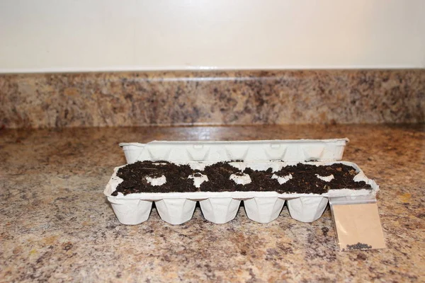 Sementes plantadas em caixas de ovos. esta é uma maneira ambientalmente amigável de cultivar sementes, pois o papelão da caixa de ovos pode ser plantado diretamente no solo, pois é biodegradável. Isto previne — Fotografia de Stock