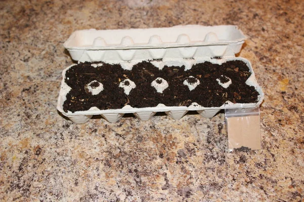 Seeds planted in egg cartons. this is an environmentally friendly way to grow seeds because the cardboard of the egg carton can be planted directly in the ground as it is biodegradeable. This prevents — Stock Photo, Image