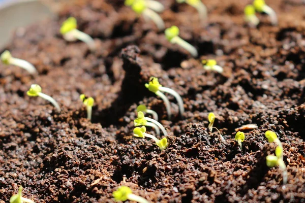 Pequena planta cultivada de sementes verdes de arugula que cresce do solo na horta orgânica. arugula tem crescido em popularidade como um microgreen e conhecido como um superalimento muito fácil de crescer em seu jardim — Fotografia de Stock