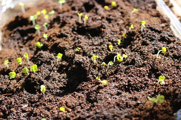 Piccola piantina di semenzaio verde di rucola che cresce da terreno in orto biologico. rucola è cresciuta in popolarità come un microverde e conosciuto come un supercibo molto facile da coltivare nel vostro giardino — Foto Stock