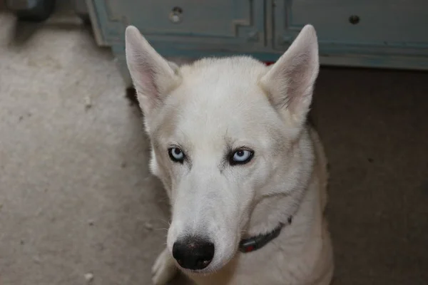 Cerca de los ojos azules de un perro, husky siberiano —  Fotos de Stock