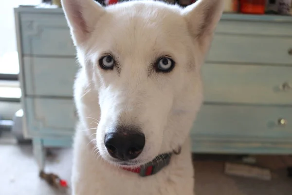 Cerca de los ojos azules de un perro, husky siberiano —  Fotos de Stock