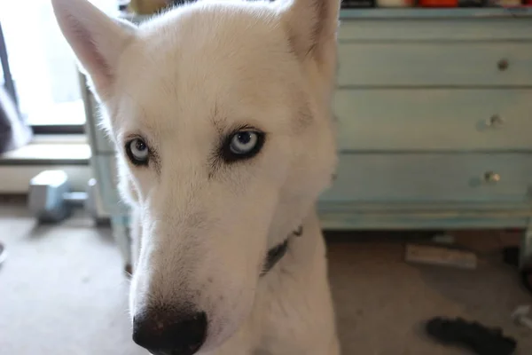 Cerca de los ojos azules de un perro, husky siberiano —  Fotos de Stock