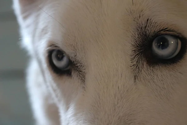 Close-up op de blauwe ogen van een hond, Siberische husky — Stockfoto